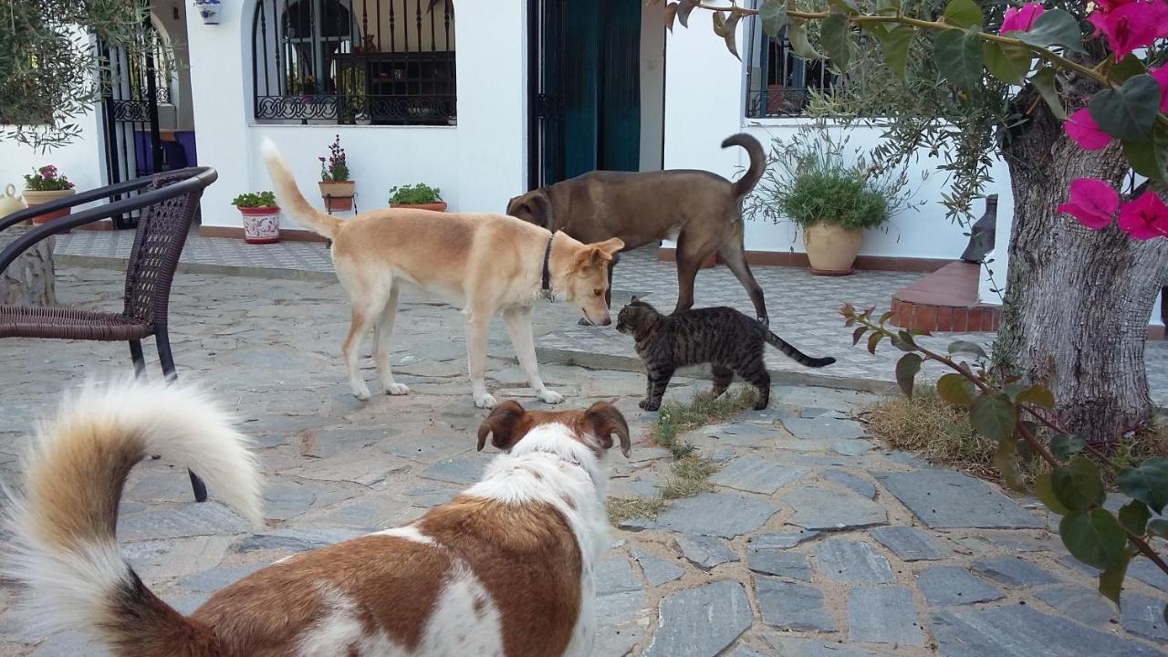 Bed & Breakfast Alegria Y Luna Bed and Breakfast Sorbas Eksteriør billede